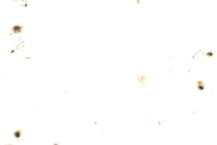 Image 196